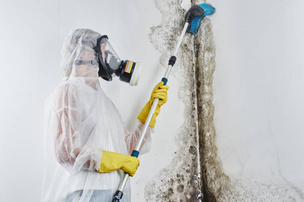 Best Mold Remediation for Specific Building Types in St James, NY