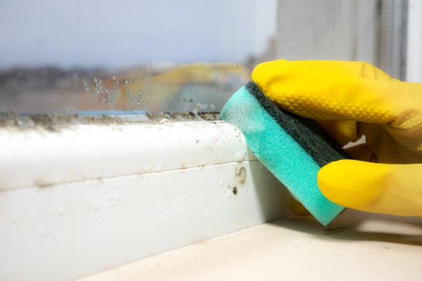 Best Mold Testing and Inspection Services in St James, NY