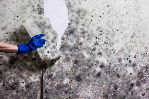 Best Localized Mold Remediation (e.g., coastal areas, humid climates) in St James, NY